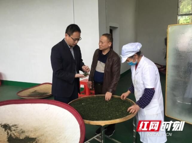 有关于湘乡毛田镇：小茶叶“变身”大产业的新闻(1)