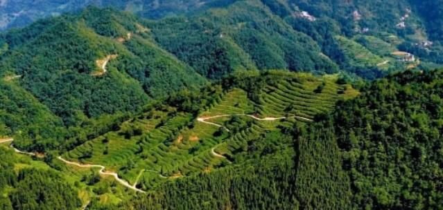 有关于望谟：推进茶产业 以产业兴旺共振乡村发展的最新消息