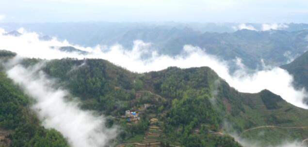 有关于望谟：推进茶产业 以产业兴旺共振乡村发展的最新消息(3)