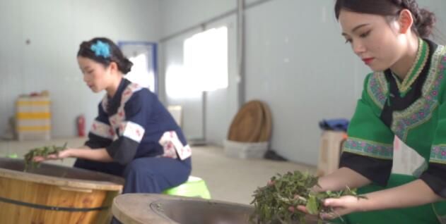 有关于望谟：推进茶产业 以产业兴旺共振乡村发展的最新消息(2)