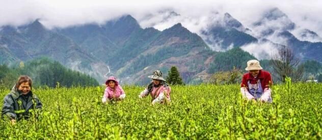 有关于酉阳茶企获“生态低碳茶”认证，茶产品含绿量有效转化为品牌含金量的资讯(2)