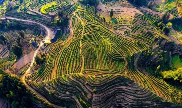 有关于酉阳茶企获“生态低碳茶”认证，茶产品含绿量有效转化为品牌含金量的资讯(1)