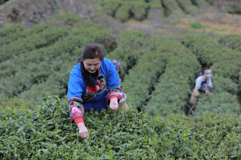 关于吉首：“一茶一旅一路”助力乡村振兴的资讯