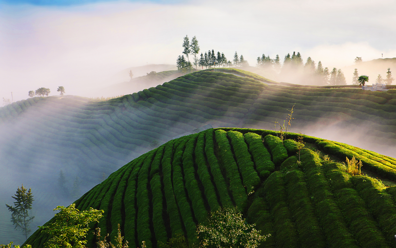 有关于以斗为契，以茶会友  2023国际鼎承宋代斗茶大会正式启航的资讯(2)