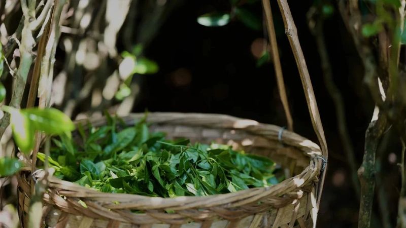 有关于武夷茶史，追溯岁月长河中的起源与发展的相关内容(15)