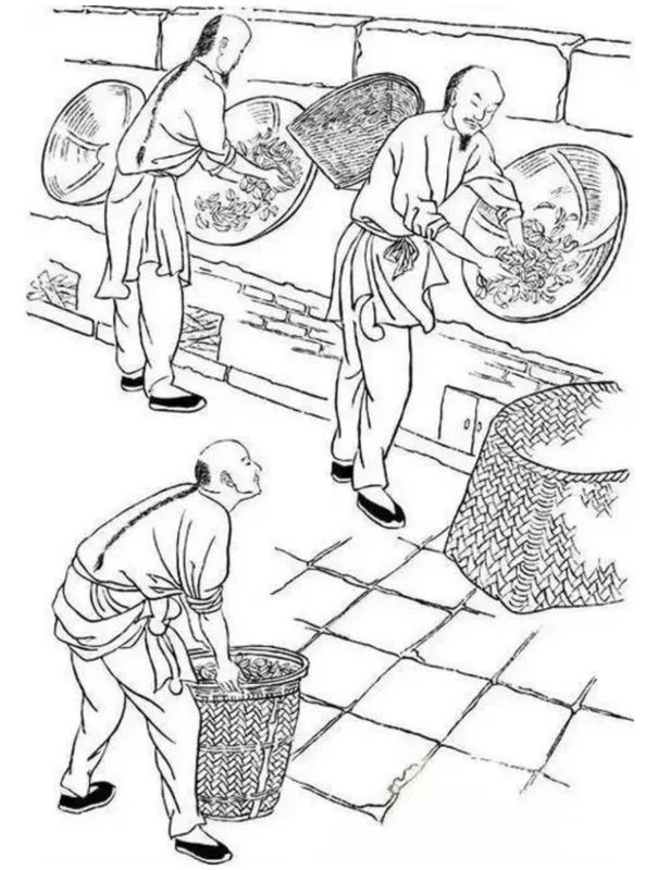 有关于武夷茶史，追溯岁月长河中的起源与发展的相关内容(13)