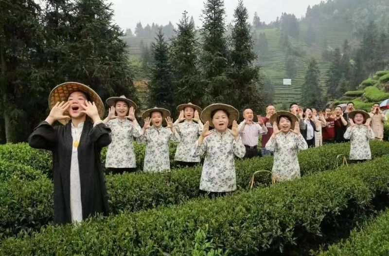 有关于武夷茶史，追溯岁月长河中的起源与发展的相关内容(11)