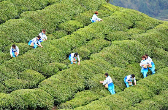 关于当“一片茶叶”与文旅相融合 富了百姓 美了风景的相关内容
