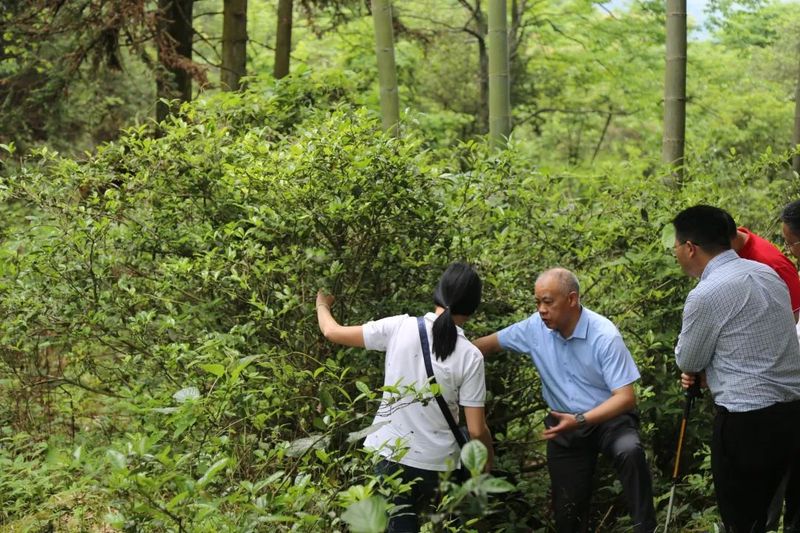 关于湖南省农业农村厅种业管理处王伟成率省、市专家组调研新宁舜皇山野茶的内容(3)