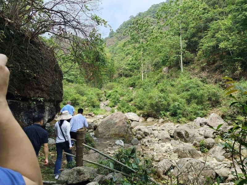 关于湖南省农业农村厅种业管理处王伟成率省、市专家组调研新宁舜皇山野茶的内容(6)