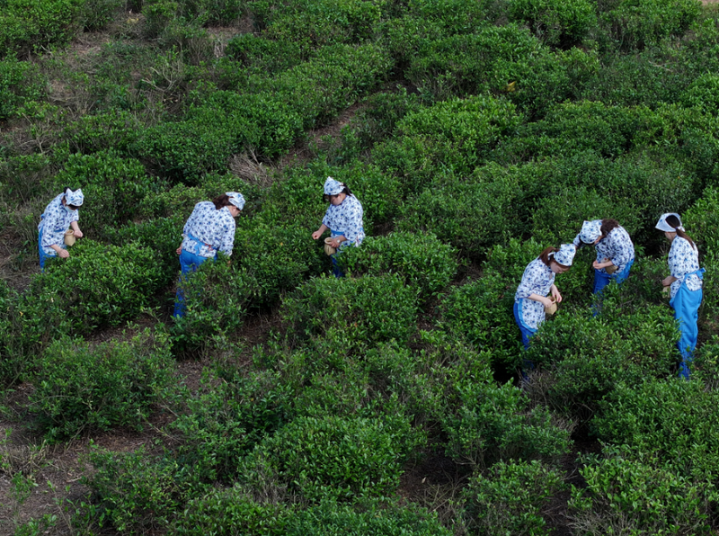 关于2023 南京都市圈（盱眙） 雨山茶旅文化节开幕的信息(9)