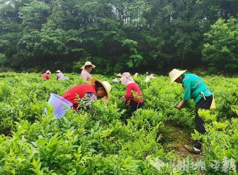 关于恩施市屯堡乡：藤茶飘香采摘忙 千亩茶园富家乡的最新消息