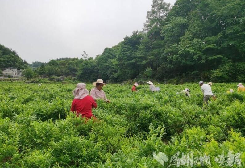 关于恩施市屯堡乡：藤茶飘香采摘忙 千亩茶园富家乡的最新消息(1)