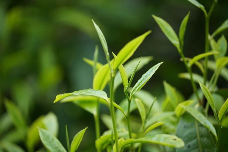 有关于一任天真的资讯(3)