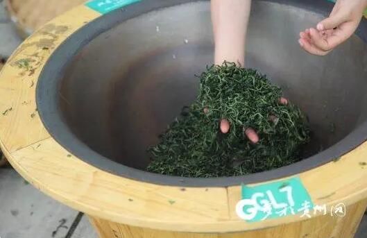 关于贵州省163名制茶选手齐聚普定县 比拼制茶加工技能的相关信息(2)