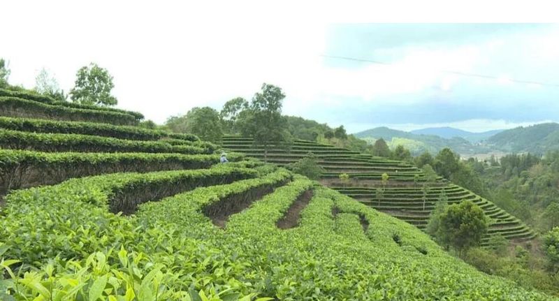 关于提质增效强链补链，奏响红河茶产业发展新乐章的新闻(2)