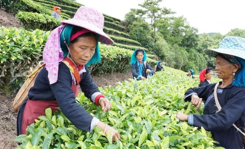 关于提质增效强链补链，奏响红河茶产业发展新乐章的新闻(1)