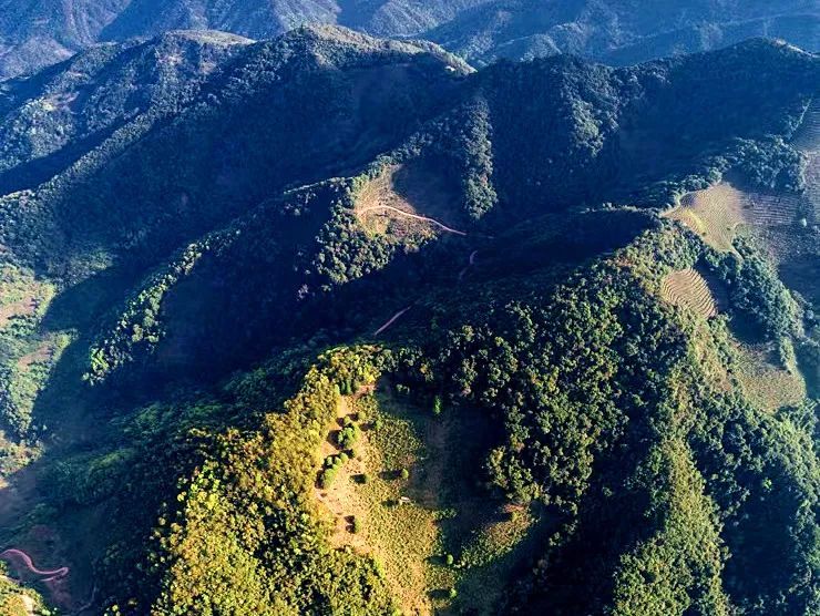有关于以茶会友！墨江县举办“太阳转身 凤凰出山”首届古茶节的消息(12)