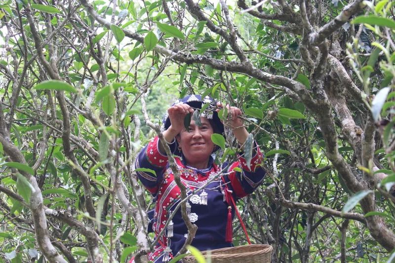 有关于以茶会友！墨江县举办“太阳转身 凤凰出山”首届古茶节的消息(8)