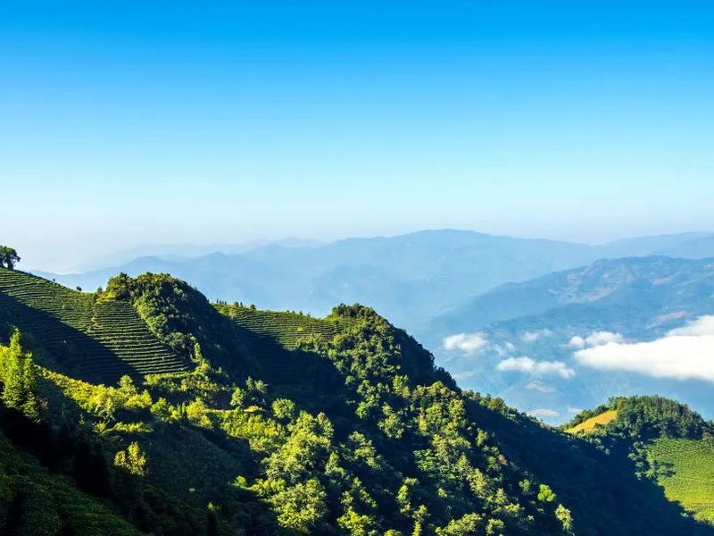 有关于以茶会友！墨江县举办“太阳转身 凤凰出山”首届古茶节的消息(11)