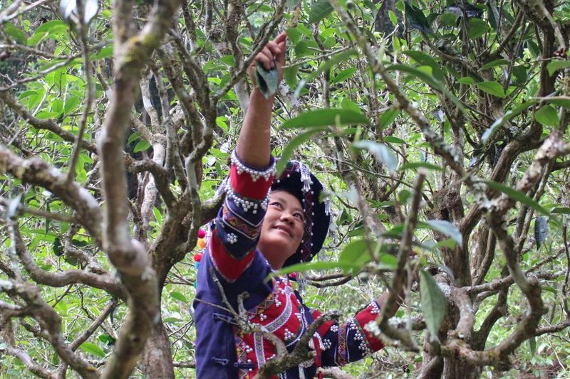 有关于以茶会友！墨江县举办“太阳转身 凤凰出山”首届古茶节的消息(17)