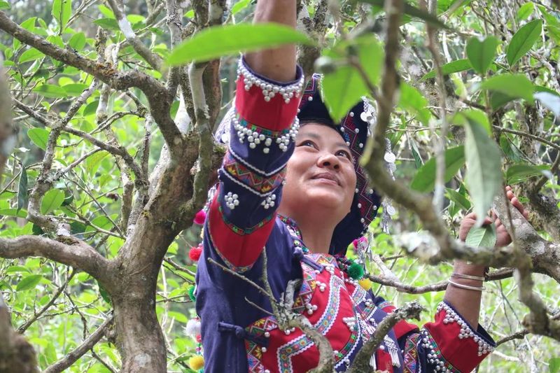 有关于以茶会友！墨江县举办“太阳转身 凤凰出山”首届古茶节的消息(7)