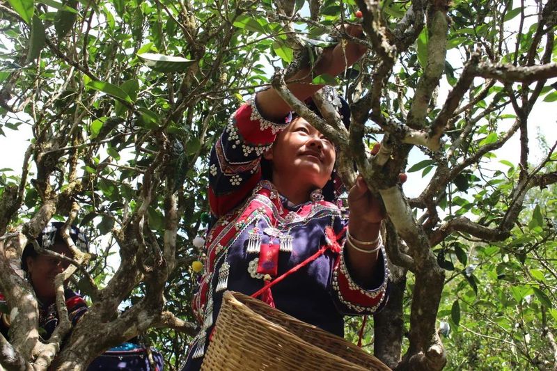 有关于以茶会友！墨江县举办“太阳转身 凤凰出山”首届古茶节的消息(14)