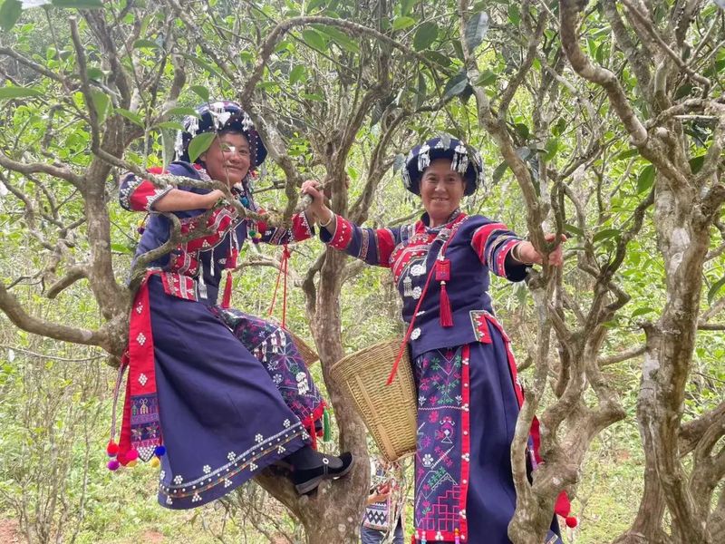 有关于以茶会友！墨江县举办“太阳转身 凤凰出山”首届古茶节的消息(18)