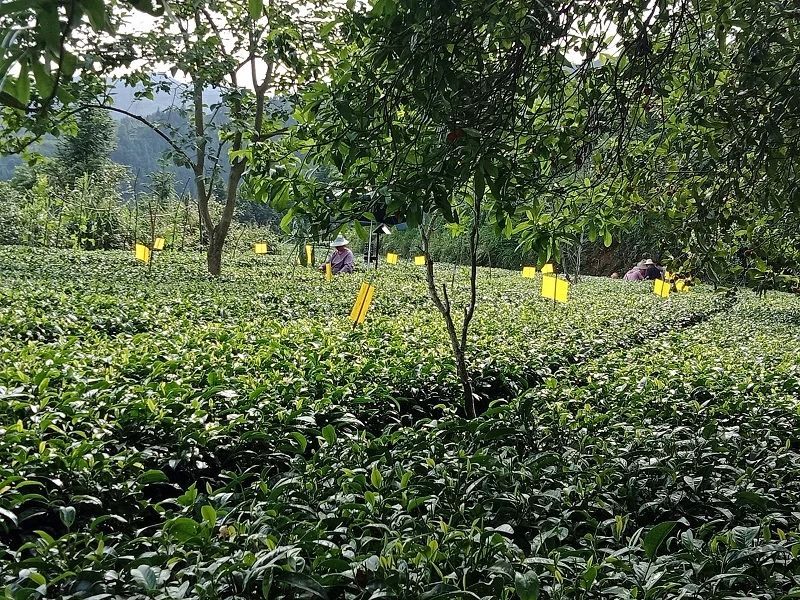 有关于百里侗乡 茶叶飘香——三江茶产业发展形势介绍的内容(1)