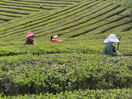 有关于石阡县人社局：“三个聚焦”打造“石阡苔茶茶产业人”特色劳务品牌的相关内容(2)