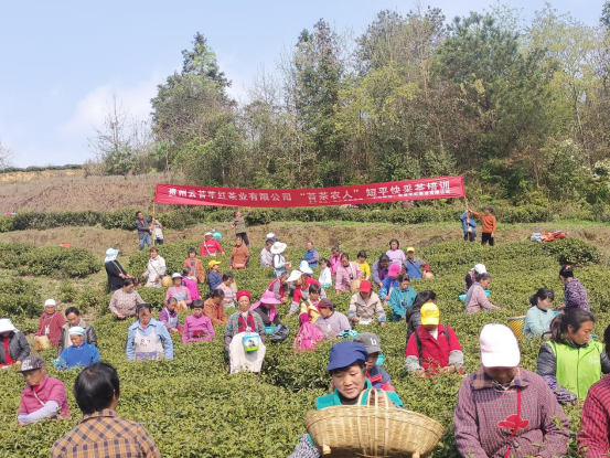 有关于石阡县人社局：“三个聚焦”打造“石阡苔茶茶产业人”特色劳务品牌的相关内容(1)