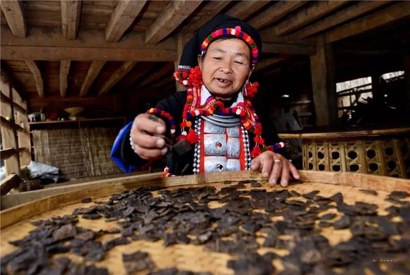 关于从神奇叶子中品读中国！云南的茶为何让俄罗斯友人如此着迷？的新闻(9)