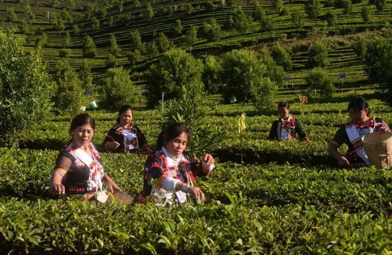 关于从神奇叶子中品读中国！云南的茶为何让俄罗斯友人如此着迷？的新闻(8)