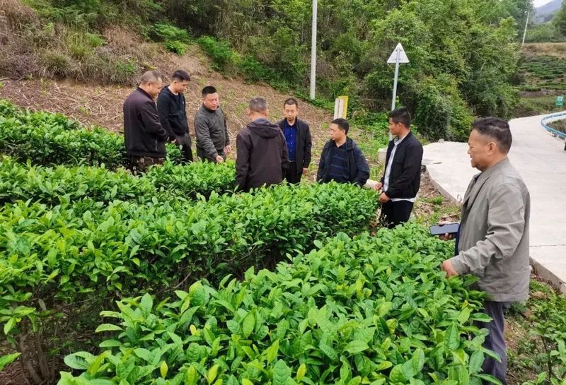 有关于夏秋茶接续发力，做强做优都匀毛尖茶产业的新闻(1)