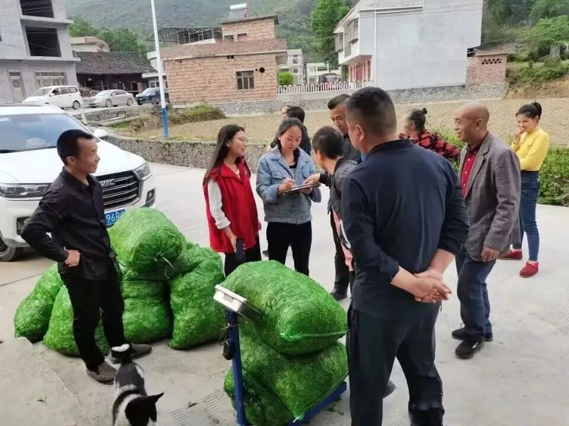 有关于夏秋茶接续发力，做强做优都匀毛尖茶产业的新闻