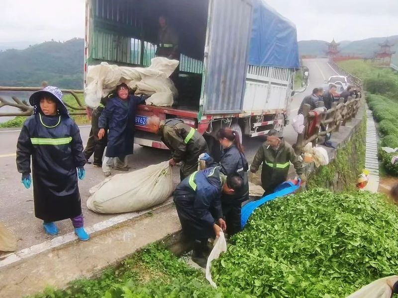 有关于夏秋茶接续发力，做强做优都匀毛尖茶产业的新闻(4)