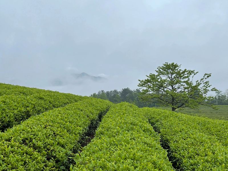 关于小茶叶”有“大智慧” 绍兴新昌通过“茶产业大脑”推进茶产业全域全程数字化的资讯