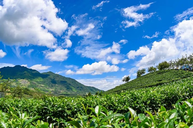 有关于三大茶王出炉！这场茶王赛助力好茶茗扬天下的相关内容(6)