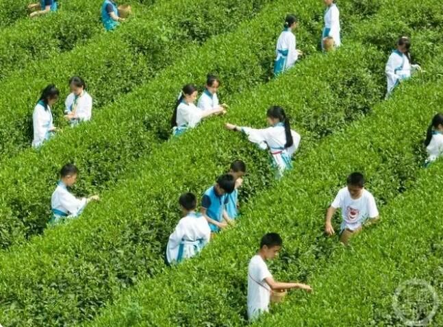 关于采茶制茶学起来 感受非遗迎“六一”的资讯