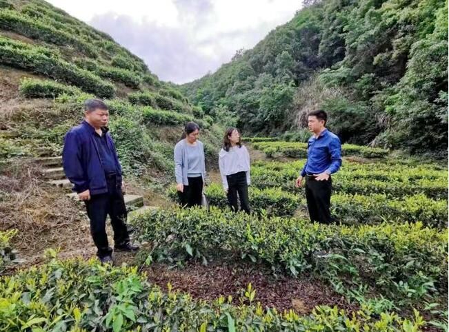 有关于湖北省科研专家田间地头送技术服务阳新茶产业的新闻(1)
