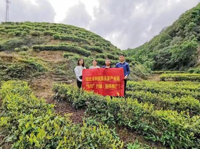 有关于湖北省科研专家田间地头送技术服务阳新茶产业的新闻