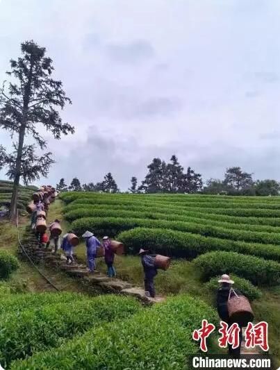 关于海内外专家茶企共谋茶产业发展迎国际茶日的信息(3)