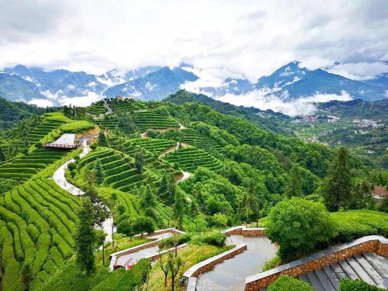 有关于寻茶湖北， 宜昌凭啥成为湖北颜值最高的茶产区？的新闻(11)