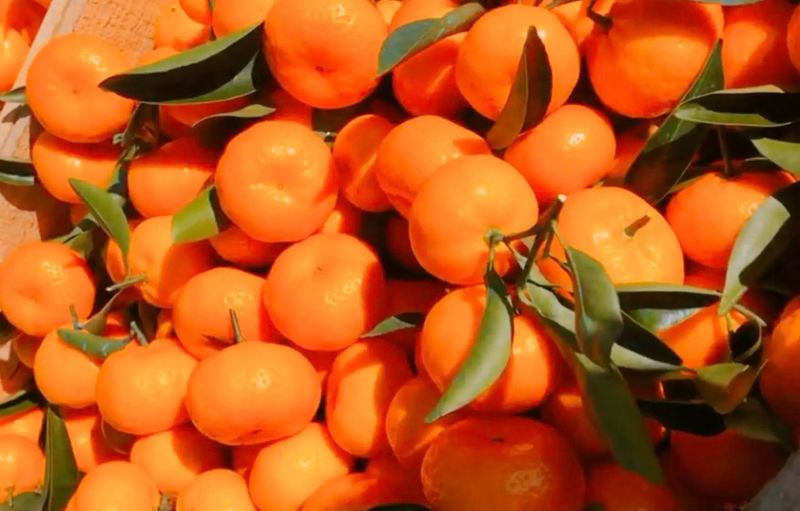 有关于寻茶湖北， 宜昌凭啥成为湖北颜值最高的茶产区？的新闻(26)