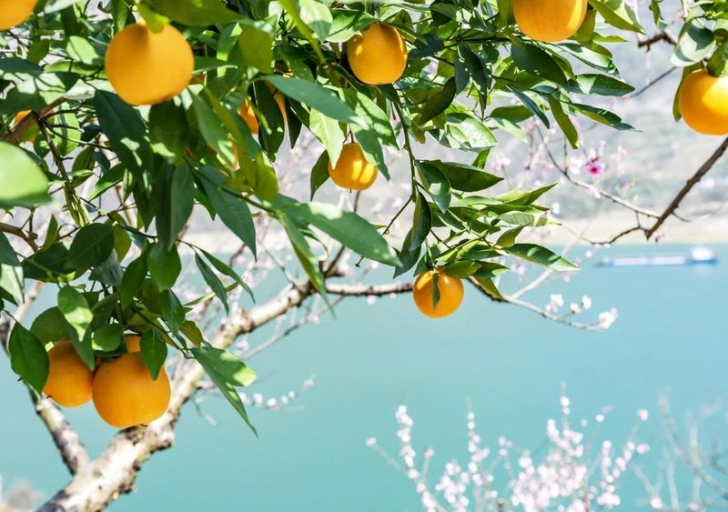 有关于寻茶湖北， 宜昌凭啥成为湖北颜值最高的茶产区？的新闻(28)