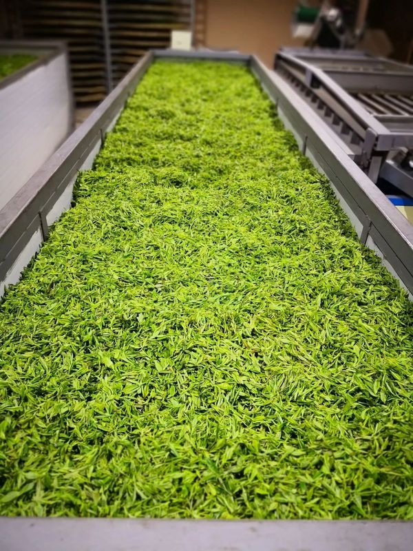 有关于寻茶湖北， 宜昌凭啥成为湖北颜值最高的茶产区？的新闻(7)