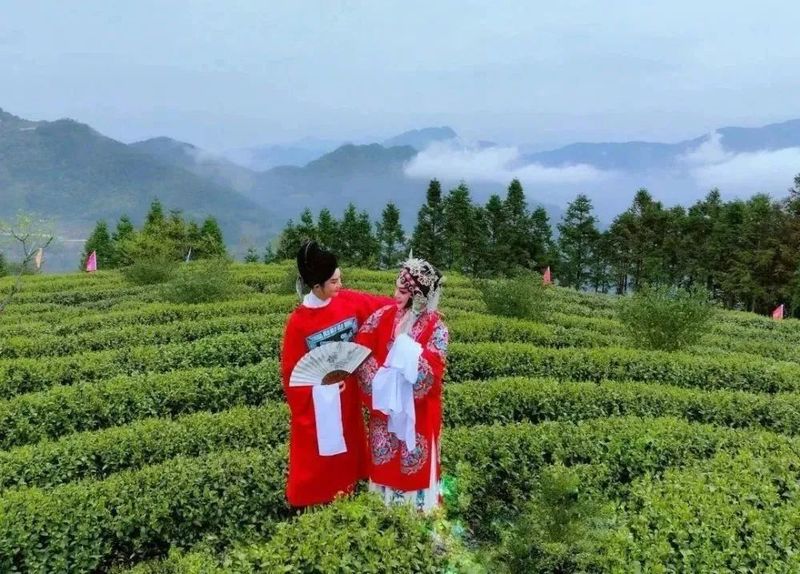 有关于寿宁凤阳：甜美田园茶飘香的内容(2)