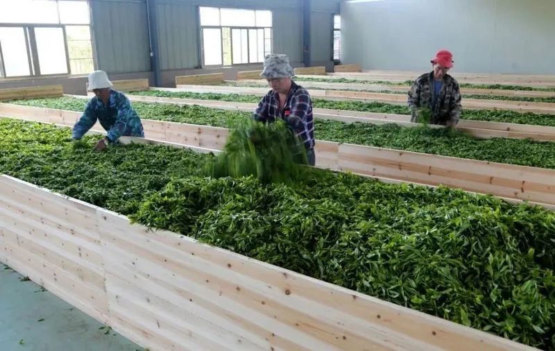 有关于寿宁凤阳：甜美田园茶飘香的内容(3)