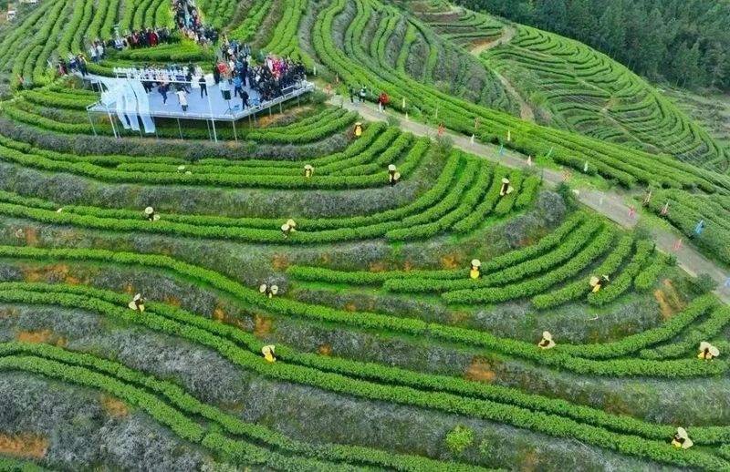 有关于寿宁凤阳：甜美田园茶飘香的内容(4)