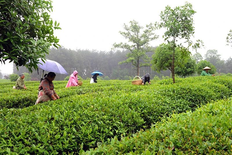 关于茶旅融合助推乡村振兴的相关信息